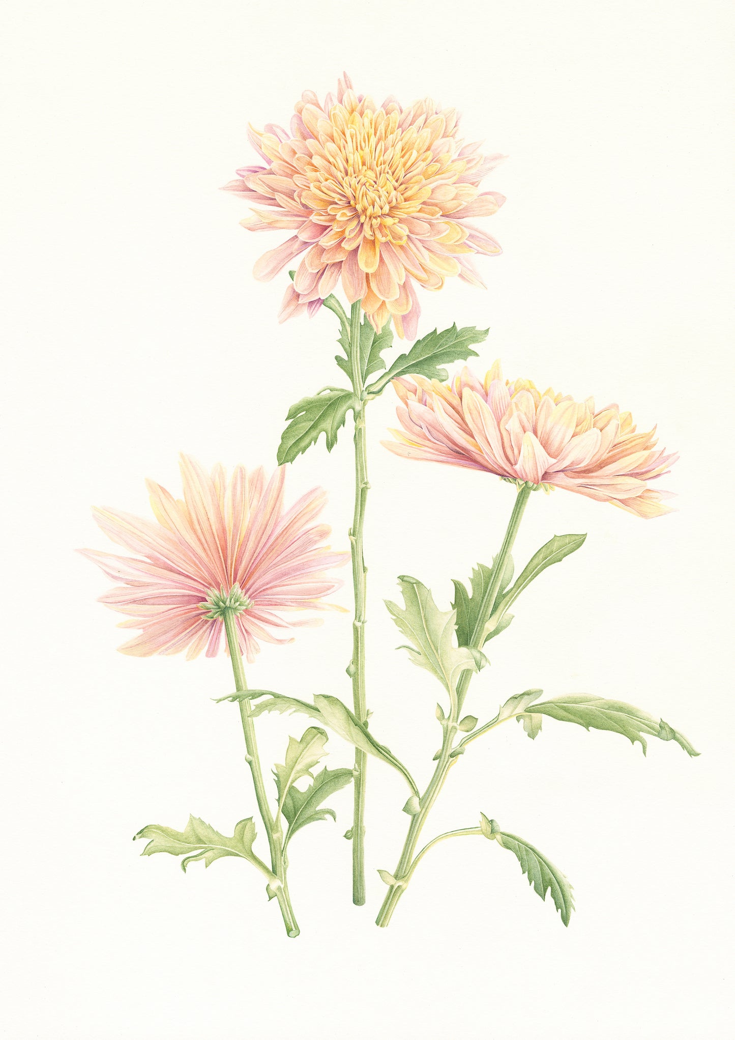 'Chrysanthemum Salmon Oefa'